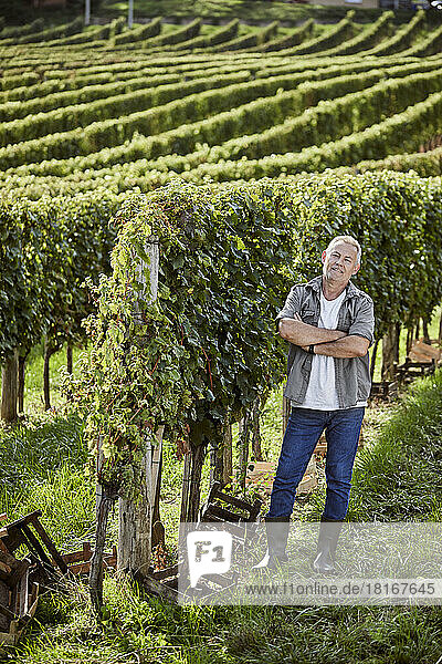 Smiling mature farmer standing with arms crossed in vineyard