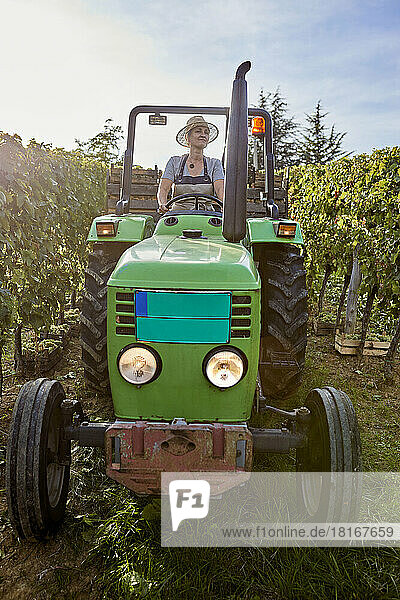 Reifer Bauer auf Traktor im Weinberg