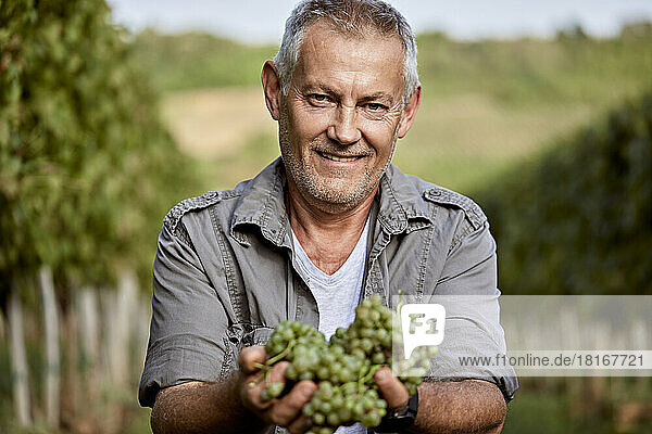 Smiling mature farmer showing fresh bunch of grapes in vineyard