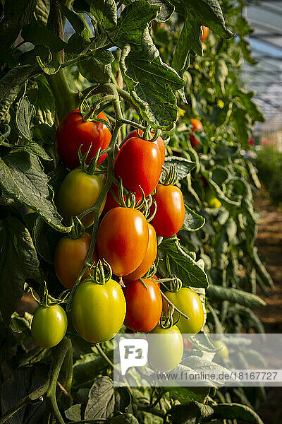 Juicy plum tomatoes on plant in greenhouse