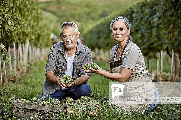 Smiling mature farmers holding bunch of grapes in vineyard