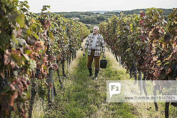 Senior farmer walking with bucket in grapes farm