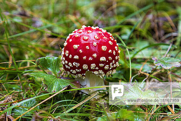 Fly Agaric Mushroom amidst leaves in forest