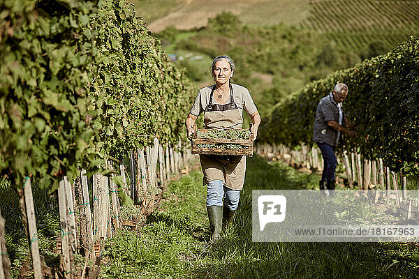 Mature farmer holding crate of grapes walking in vineyard with man working in background