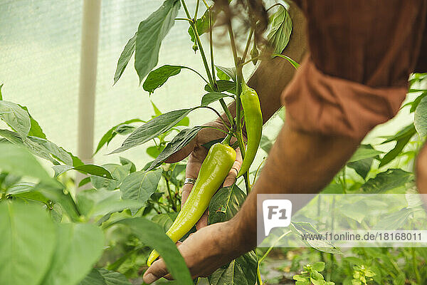 Hände eines Bauern zeigen Chilischote im Gewächshaus