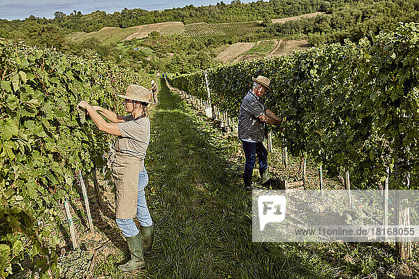 Mature farmers wearing straw hats working in vineyard on sunny day