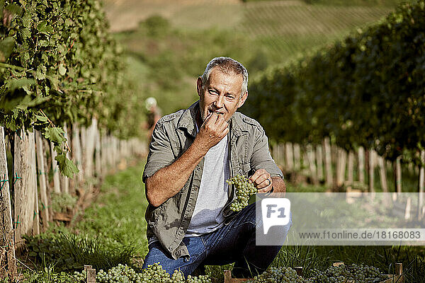 Mature farmer eating grape in vineyard on sunny day