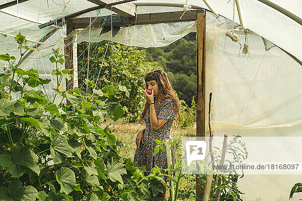 Farmer smelling tomato in greenhouse