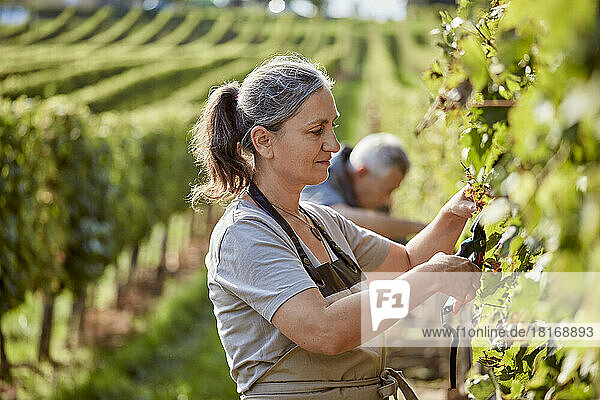 Mature farmer with pruning shears working in vineyard