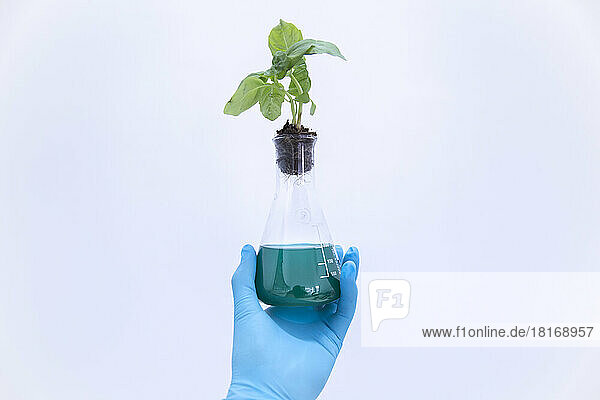 Scientist holding plant on chemical flask in front of wall at laboratory