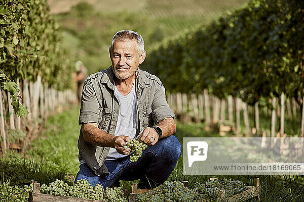 Smiling mature farmer with fresh grapes in vineyard on sunny day
