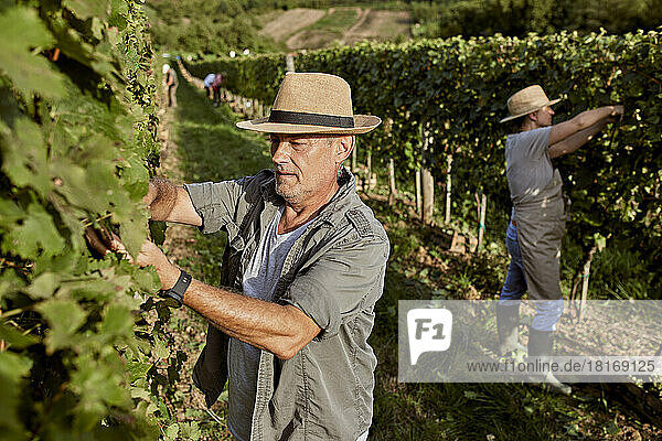 Farmers wearing straw hats working in vineyard