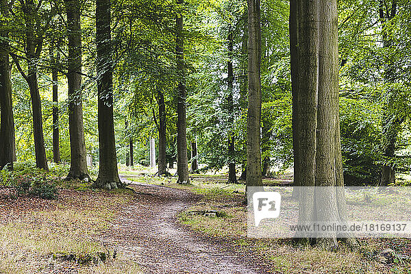 UK  England  Winding forest footpath in Cannock Chase