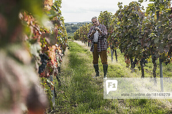 Senior farmer standing with grapes amidst vineyard