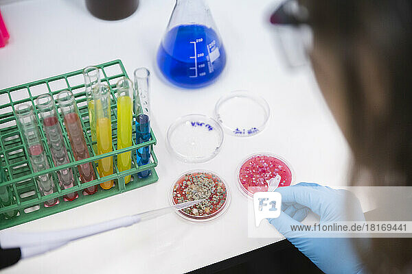 Scientist using pipette by petri dishes on table in laboratory