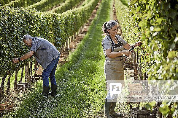 Mature farmers working in vineyard