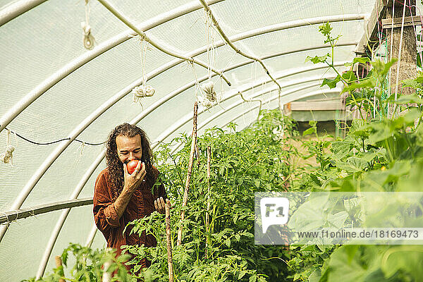 Lächelnder junger Bauer  der im Gewächshaus frische Tomaten riecht