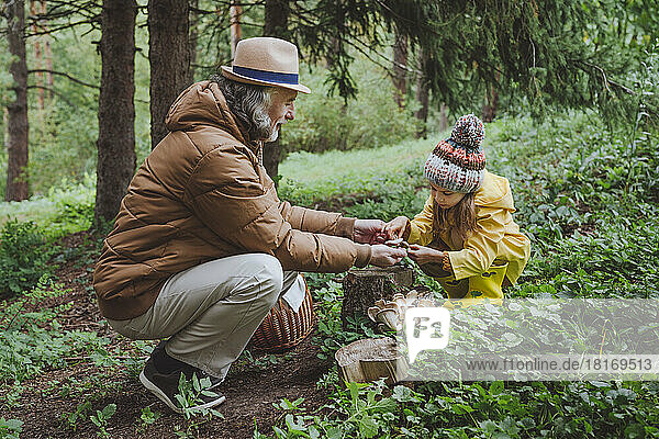 Grandfather showing mushroom to granddaughter in forest