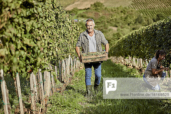 Farmer holding crate of grapes walking in vineyard by colleague working on sunny day