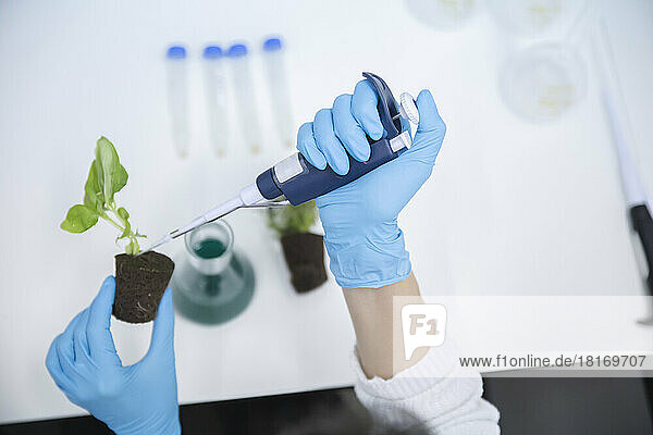 Scientist inserting chemical in basil plant at laboratory