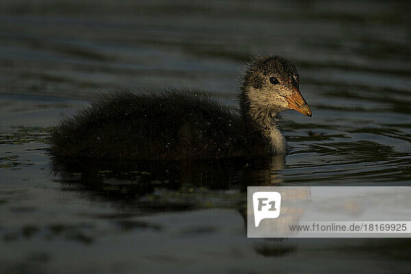 Eurasian coot chick (Fulica atra) in river with catchlight; England