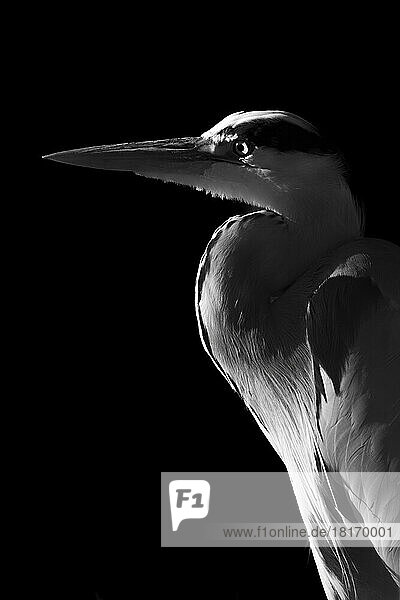 Monochrome close-up of Grey Heron (Ardea cinerea) in profile against a black background; England
