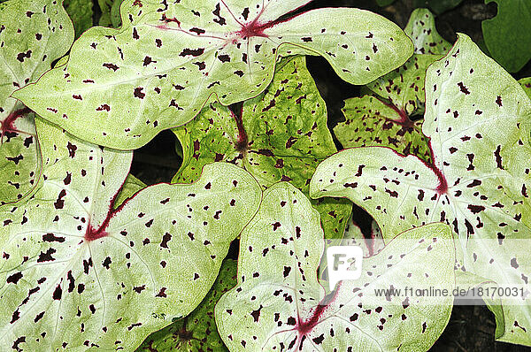 Close up of the decorative leaves of a Caladium plant.; Tower Hill Botanic Garden  Boylston  Massachusetts.
