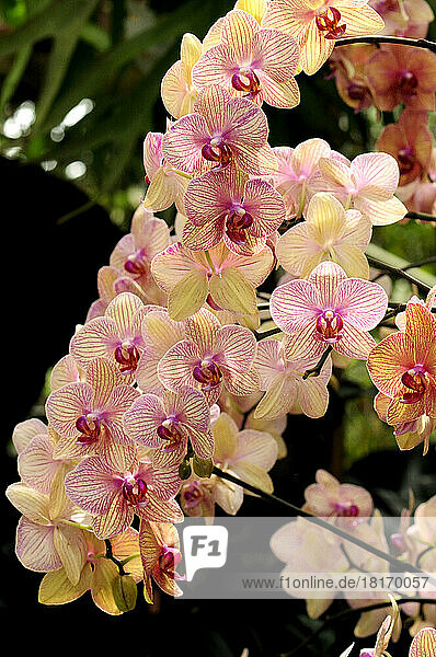 A display of a large cluster of Phalaenopsis orchids.; Atlanta Botanical Garden  Atlanta  Georgia.
