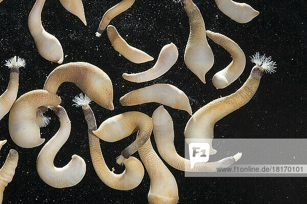A cluster of a peanut worm.; Kahala Beach Park  Oahu Island  Hawaiian Islands.