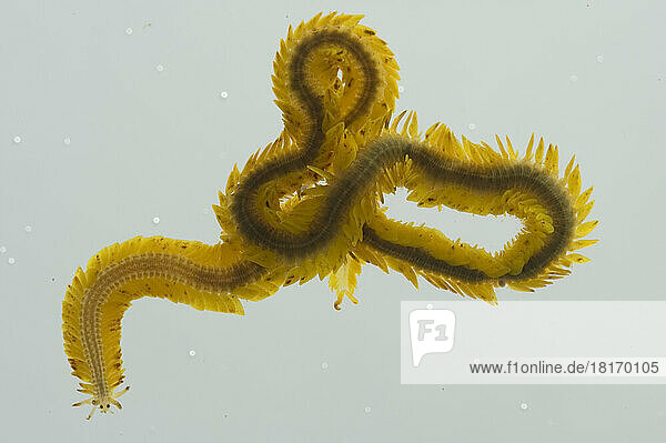 A polychaete worm.; Shark's Cove,  Oahu Island,  Hawaiian Islands.