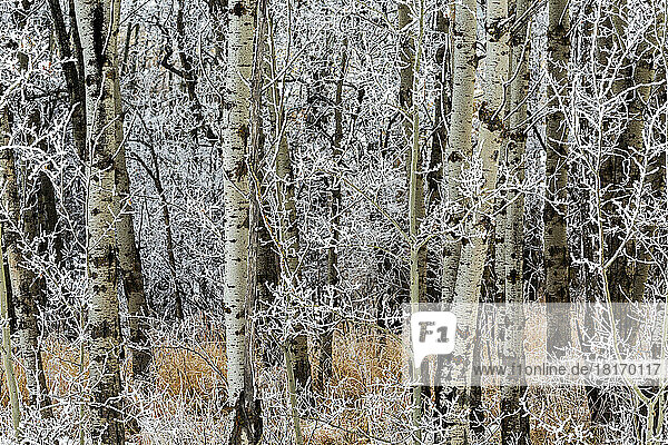 Nahaufnahme von gefrosteten Espenzweigen in einem Wald; Calgary  Alberta  Kanada