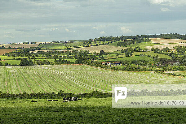 Farm fields and cows in the countryside around Rockbourne  near Salisbury  Wiltshire  UK; Rockbourne  Wiltshire  England
