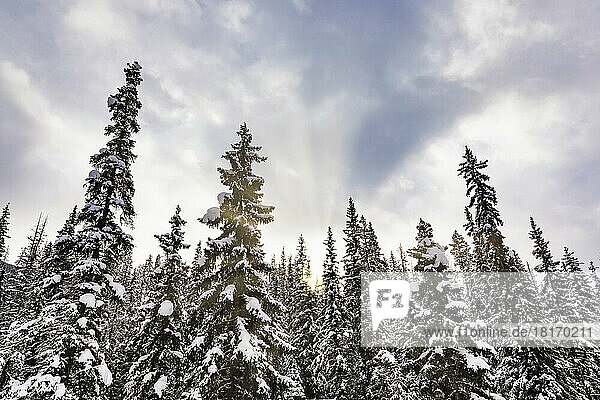 Snow-covered treetops backlit by the warm sunlight during the winter in Yoho National Park; British Columbia,  Canada