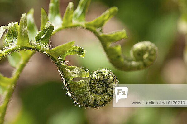 Fronds of a log fern  Dryopteris celsa  unfurling in springtime.; Framingham  Massachusetts.