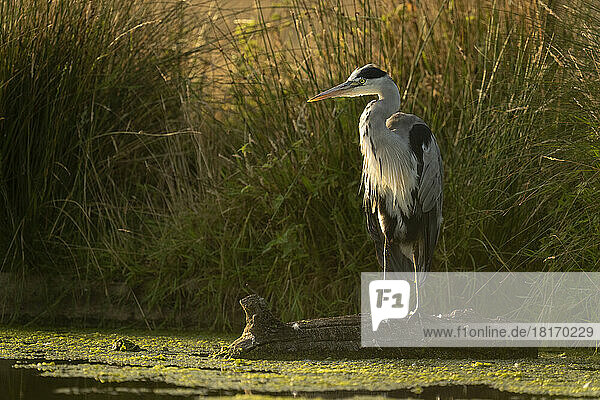 Grey heron (Ardea cinerea) stands on log in stream; England