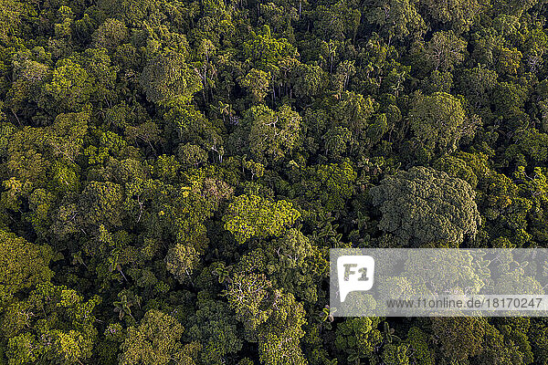 Luftaufnahme der üppigen Baumkronen des dichten Amazonas-Regenwaldes; Puerto Maldonado  Peru