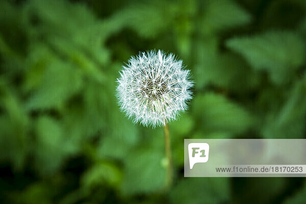 Close-up of a dandelion seed head with green foliage in the background; Rockbourne  Wiltshire  England