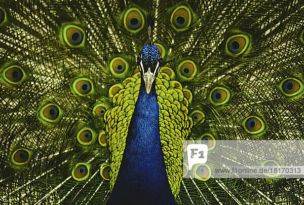 Close-up portrait of a male peacock displaying beautiful plumage; Lincoln  Nebraska  United States of America