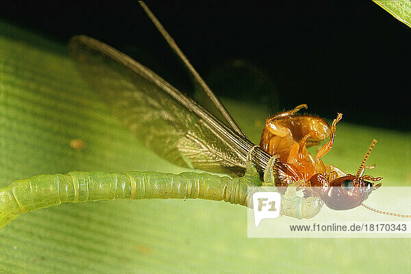 An Eupithecia orichloris caterpillar grasps a termite it caught.; Maui  Hawaiian Islands.