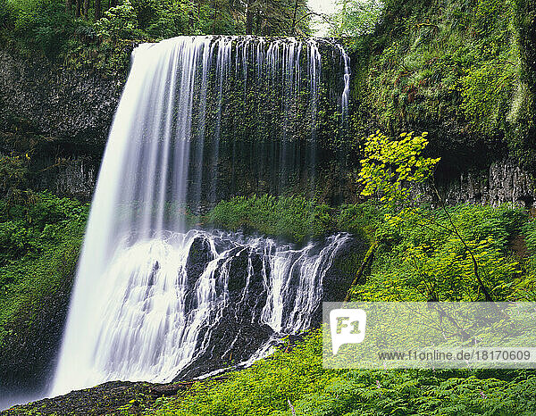 North Middle Falls und üppiges Laub im Silver Falls State Park; Oregon  USA