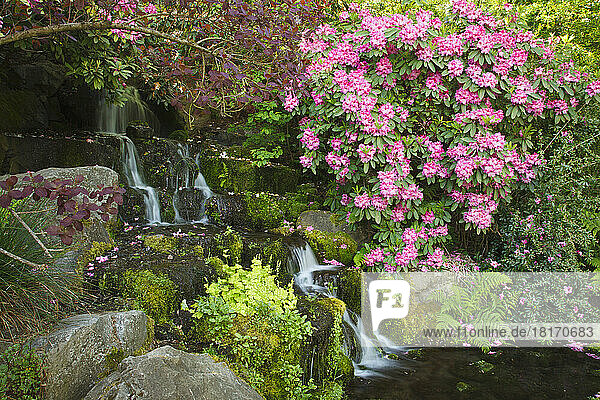 Wasserfall und schöne blühende Pflanzen in den Gärten von Crystal Springs Rhododendron Gardens; Portland  Oregon  Vereinigte Staaten von Amerika