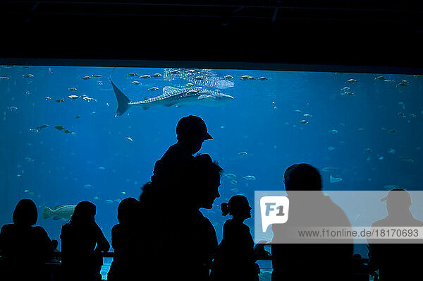 Menschen erkunden das Georgia Aquarium; Atlanta  Georgia  Vereinigte Staaten von Amerika