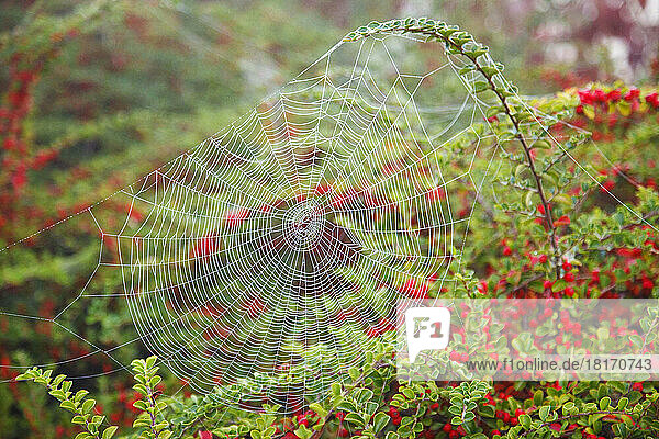 Tau auf einem Spinnennetz am frühen Morgen mit einem rot blühenden Strauch  der das Netz stützt; Oregon  Vereinigte Staaten von Amerika