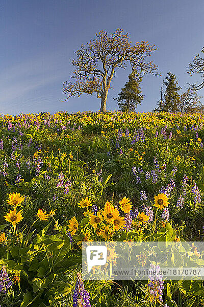 Blühende Wildblumen in Lila und Gelb  Pfeilwurz und Lupinen  auf einer Wiese in der Columbia River Gorge; Oregon  Vereinigte Staaten von Amerika