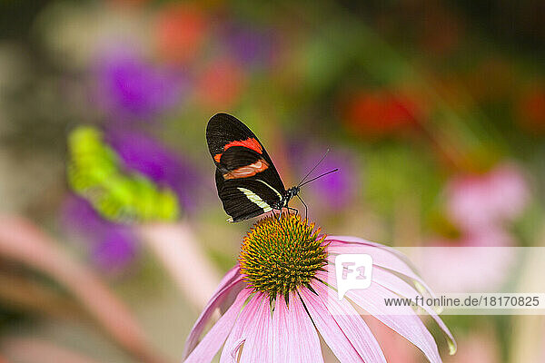Close-up of butterfly resting on a pink blossom with a blurred flower garden in the background; Oregon  United States of America