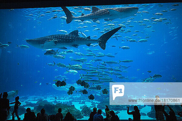 An exhibit of whale sharks and fish at Georgia Aquarium's Ocean Voyager tank; Atlanta  Georgia  United States of America