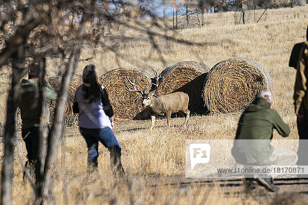Large Mule Deer buck (Odocoileus hemionis) approaching photographers in the Rocky Mountain Arsenal Wildlife Refuge near Denver  Colorado  USA; Colorado  United States of America