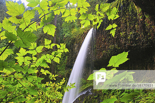North Middle Falls im Silver Falls State Park mit üppig grünem Laub; Oregon  Vereinigte Staaten von Amerika