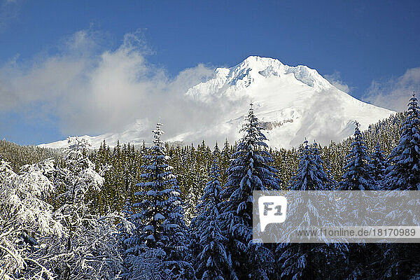Schneebedeckter Mount Hood im Winter  mit Sonnenlicht  das den Gipfel und den Berghang beleuchtet  und einem verschneiten Wald im Vordergrund im Mount Hood National Forest; Oregon  Vereinigte Staaten von Amerika