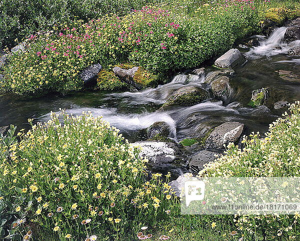 Blühende Blumen entlang eines fließenden Baches,  Mount Hood National Forest,  Oregon,  USA; Oregon,  Vereinigte Staaten von Amerika